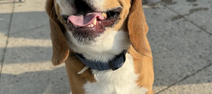 Dog Jog