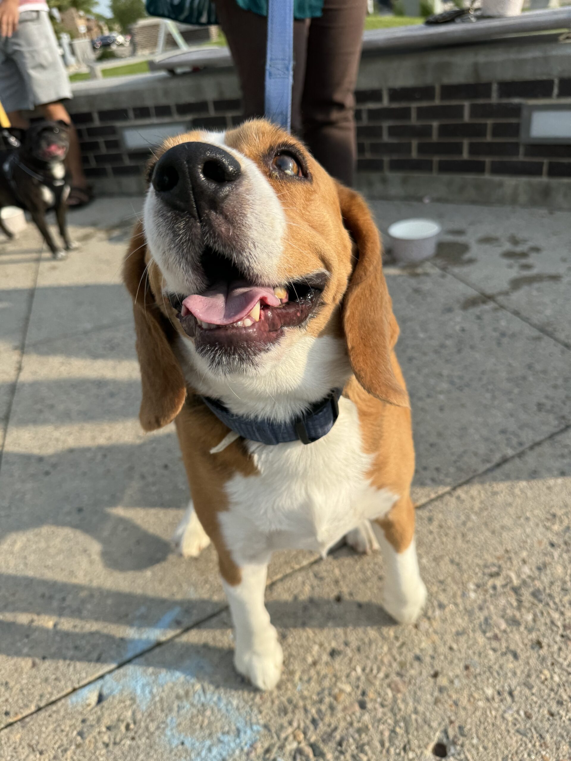 Dog Jog